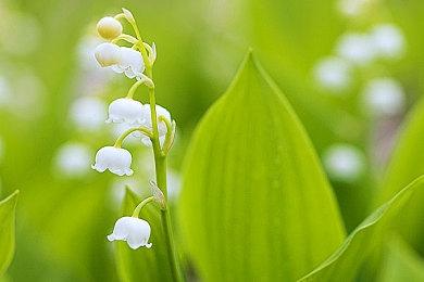 《疯狂兔子：奇遇派对》实体卡带现已上市！